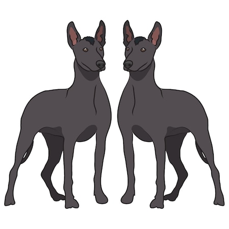 Signmission Xoloitzcuintli Dog Decal, Dog Lover Decor Vinyl Sticker D-24-Xoloitzcuintli